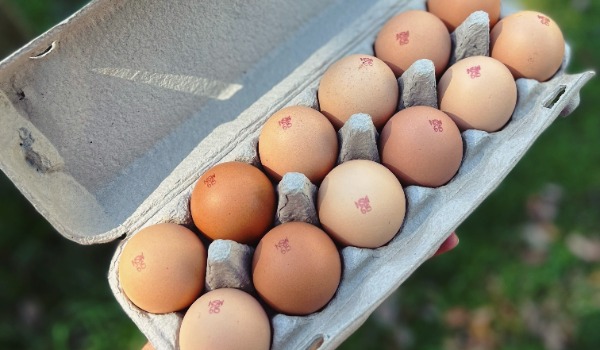 Local Free Range Eggs