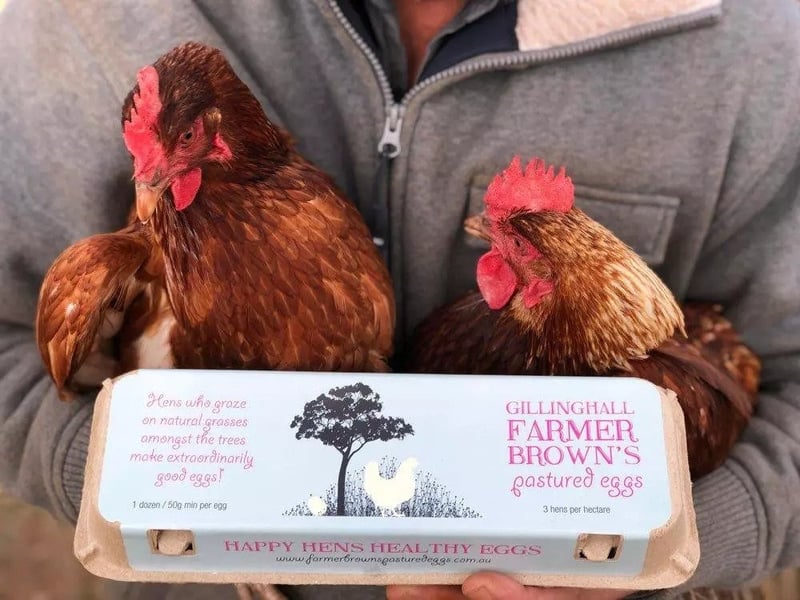 Free Range Eggs - XL